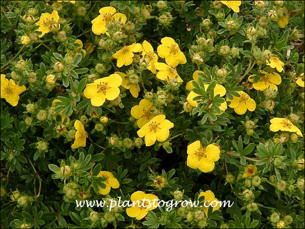 This plant is always loaded with flowers